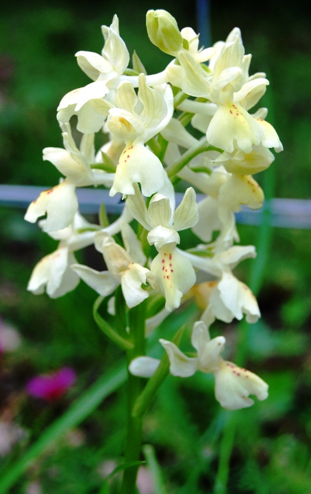 Passeggiata orchidologica al Bosco della Ficuzza